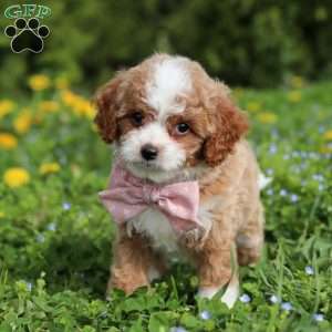 Bambi, Cavapoo Puppy